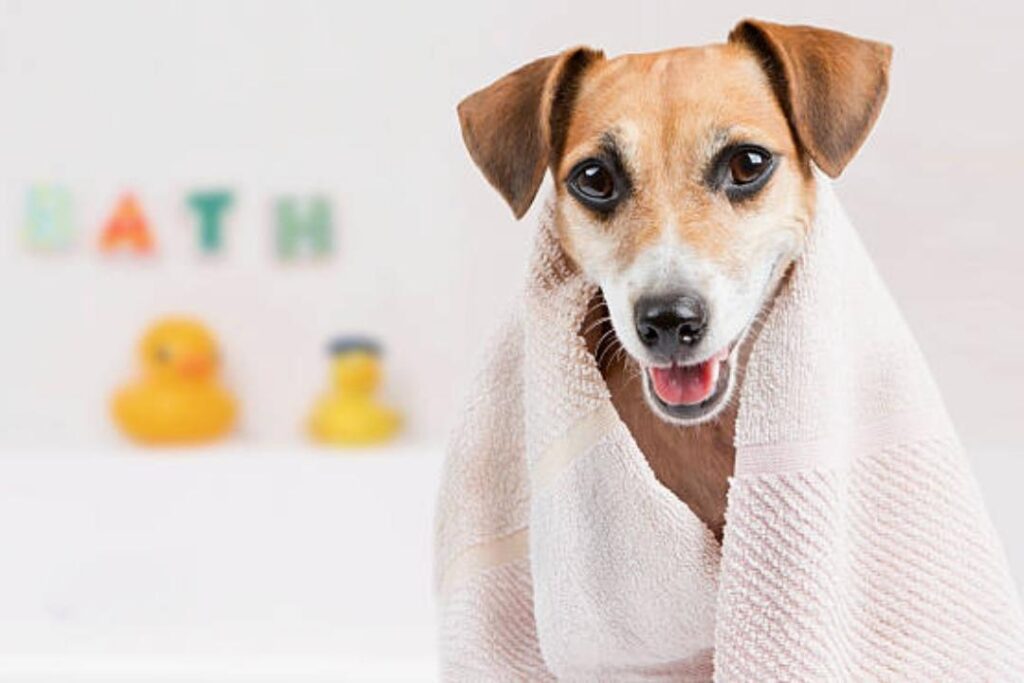 How often should you wash your dog? 