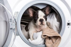Washing Dog Accessories
