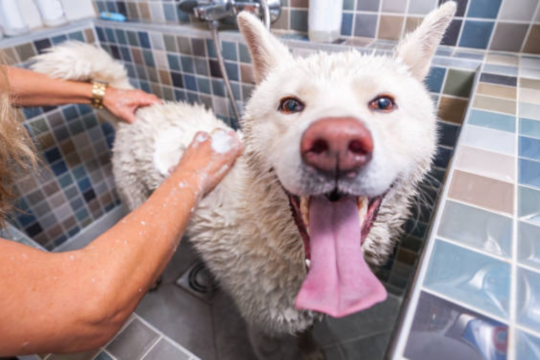 dog bath (1)