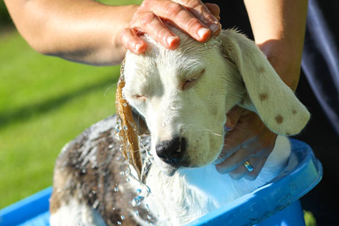 dog bath time
