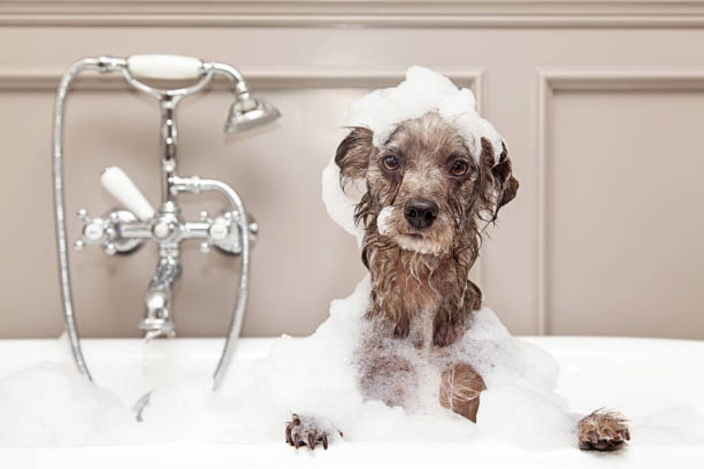 Do dogs prefer warm or cold water for baths?