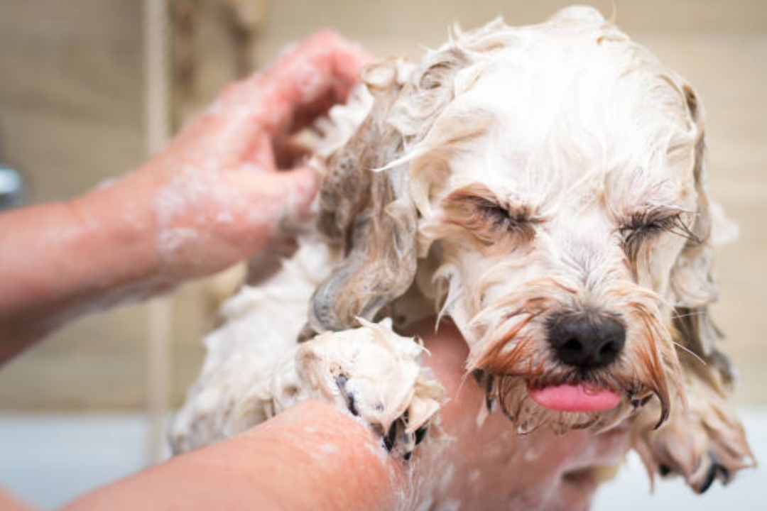washing a dog