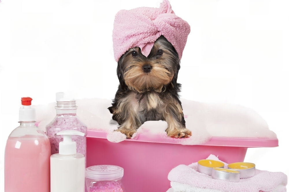 Bubble Trouble: Unleashing the Joy of Dog Bath
